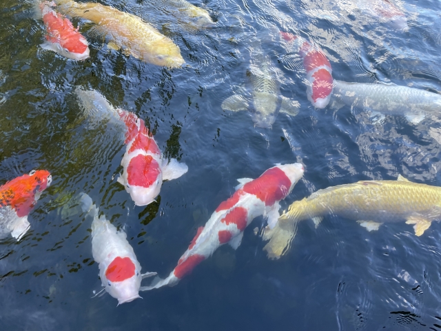 山古志の錦鯉