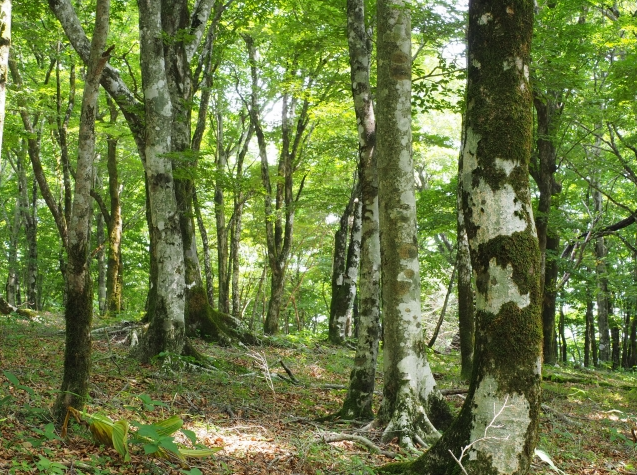 ブナの森（広葉樹林）