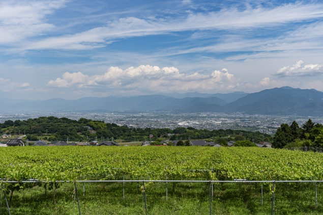 山を背景に一面に広がるシャインマスカット畑