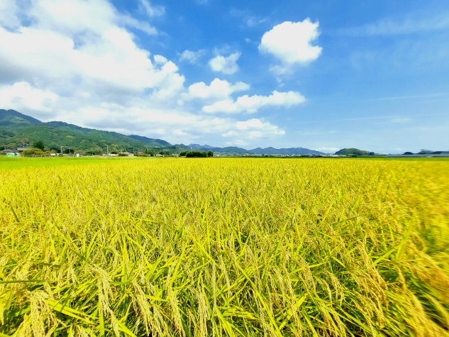 収穫時期を迎えた田んぼの遠景